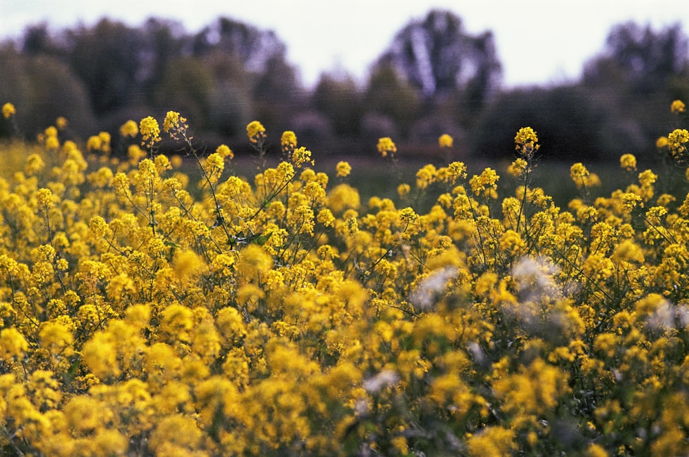 a field full of yellow flowers with trees in the background