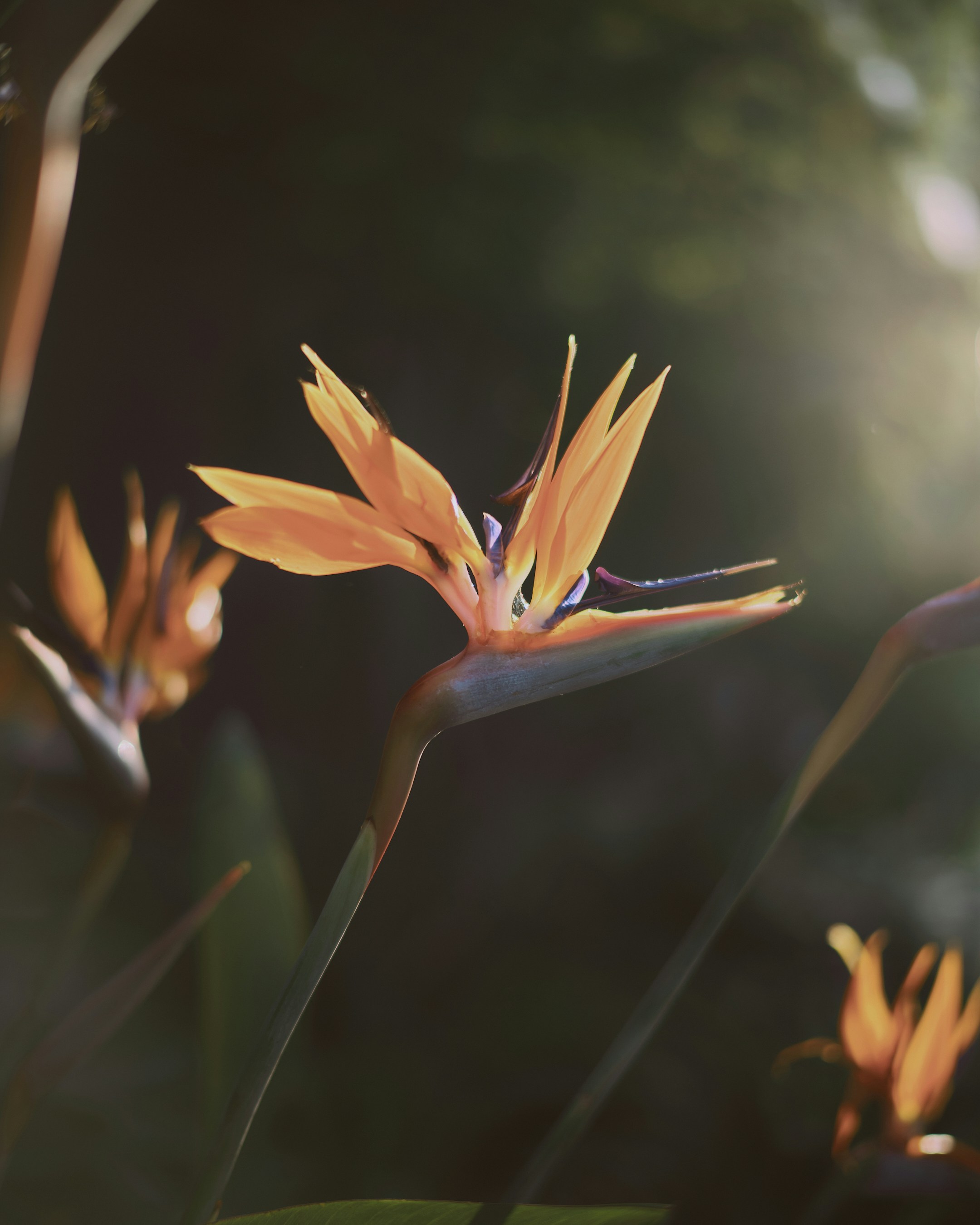 a close up of a flower with a blurry background