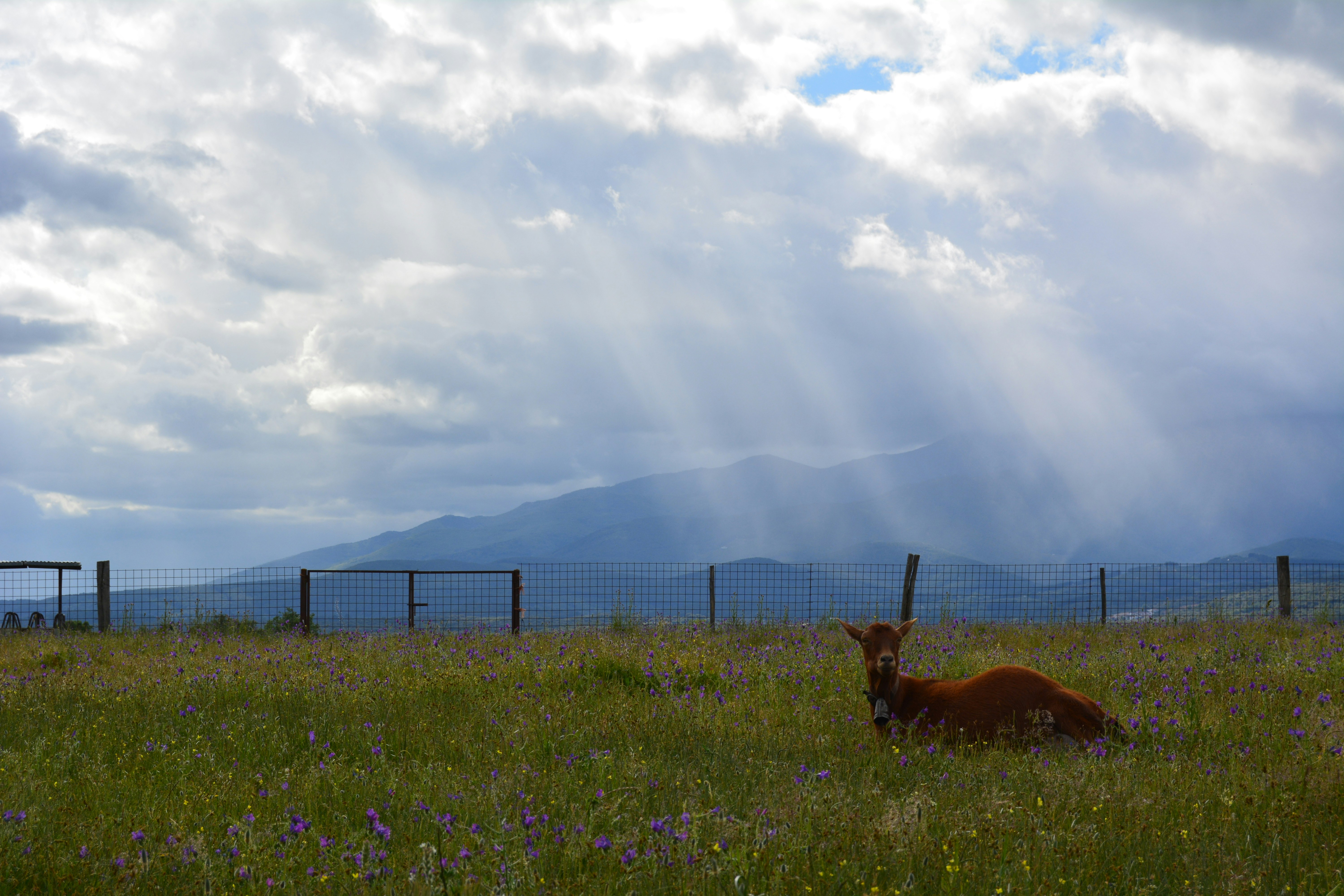 Pacific Highlands Ranch Dog Park