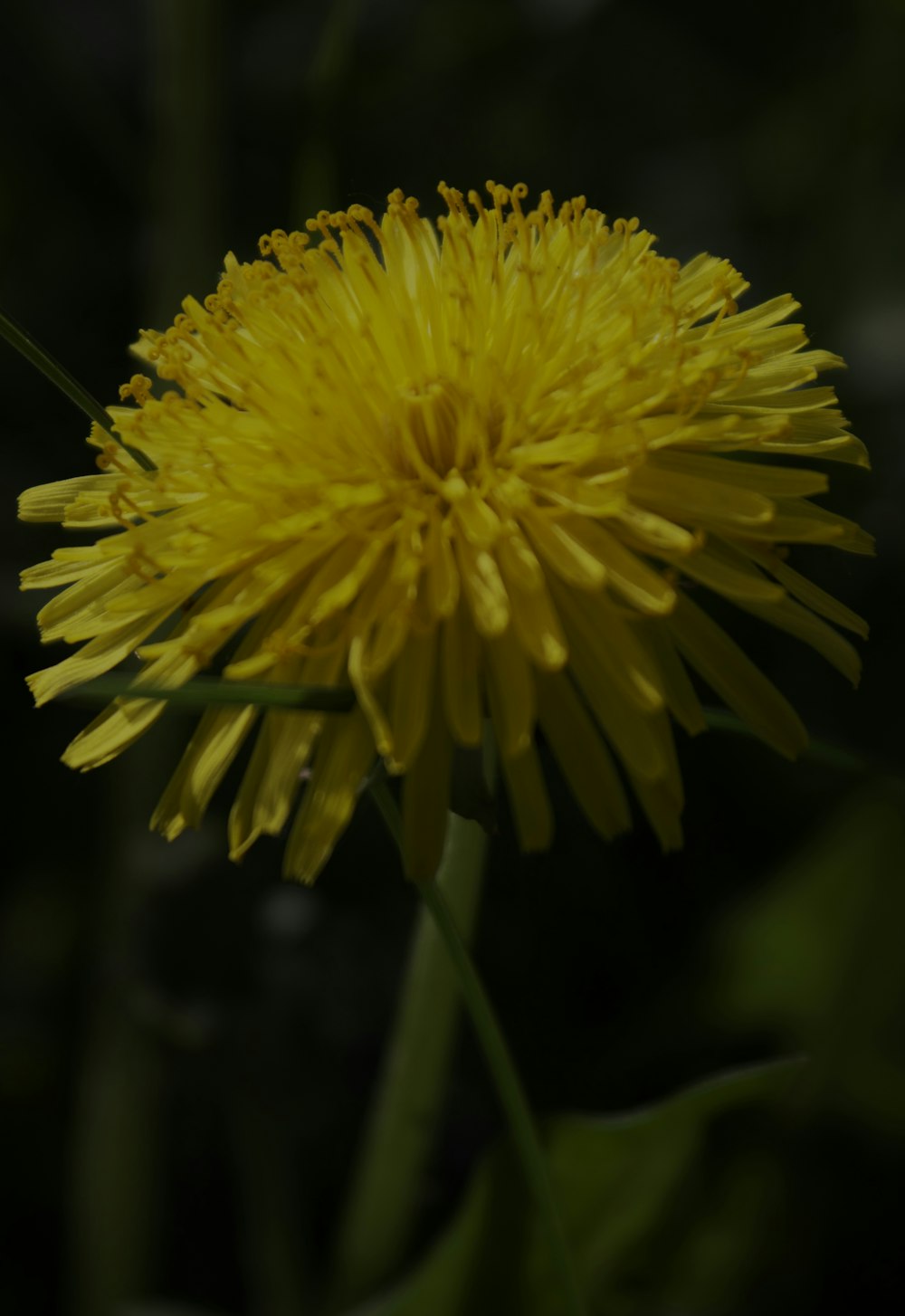 a close up of a yellow dandelion flower