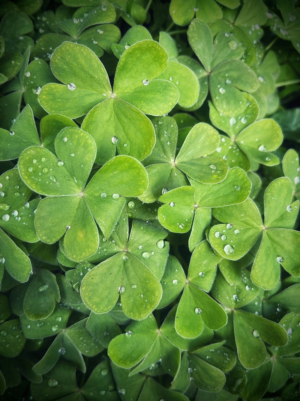 um monte de folhas verdes com gotículas de água sobre eles