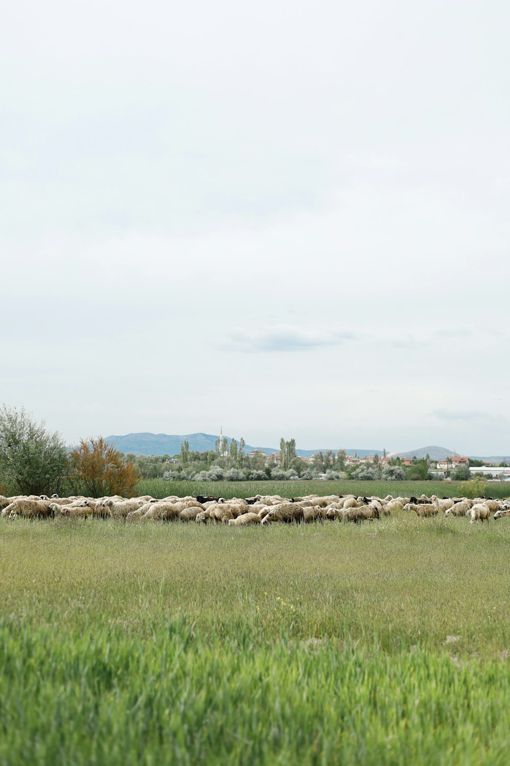 a herd of sheep walking across a lush green field