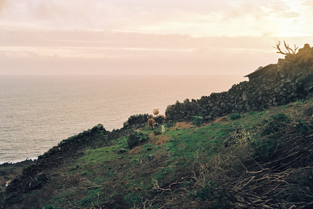 a couple of cows standing on top of a lush green hillside