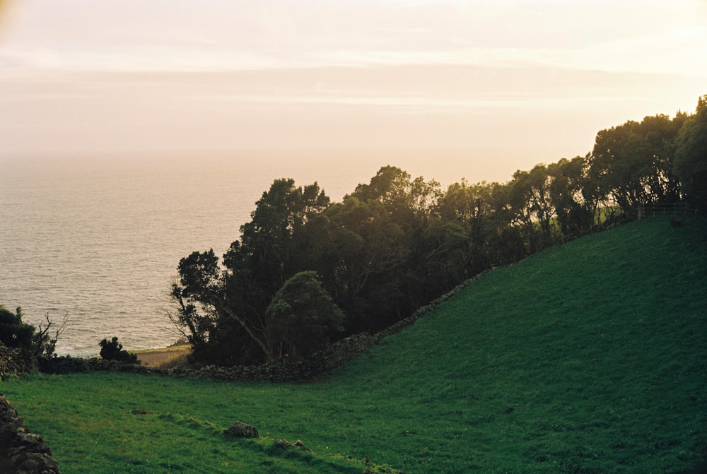 a lush green hillside next to the ocean