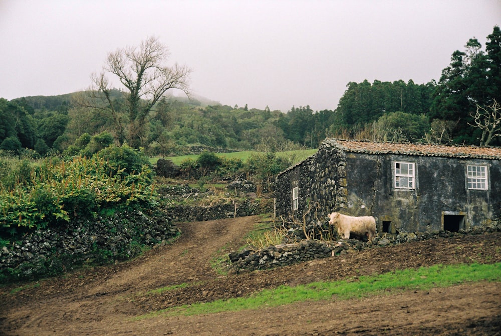 uma vaca branca em pé em um campo ao lado de um prédio