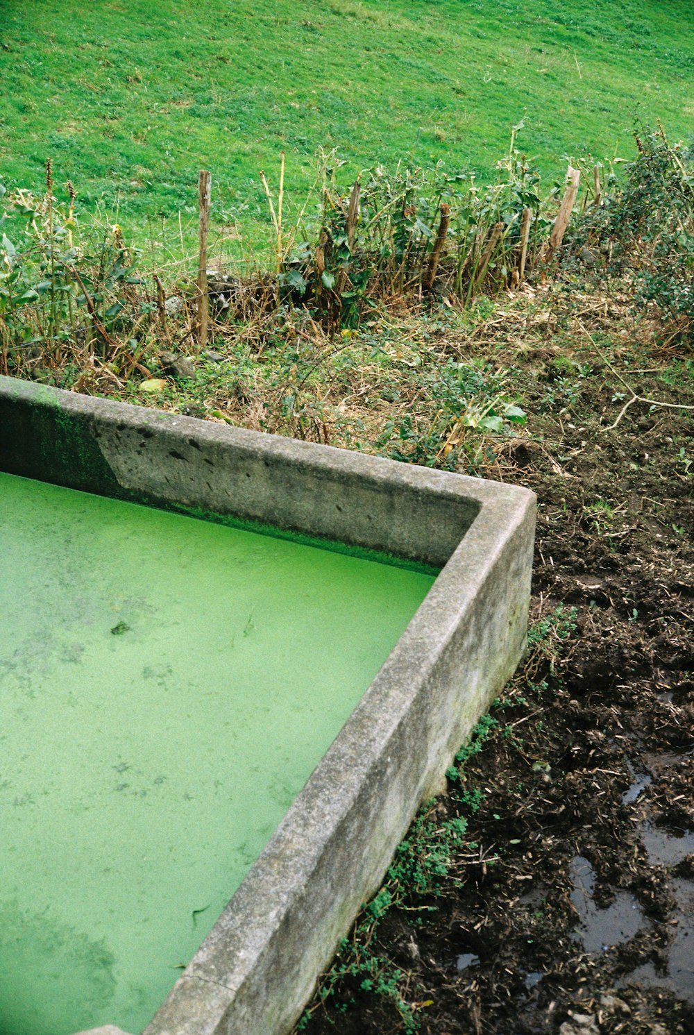 a green pool in the middle of a field