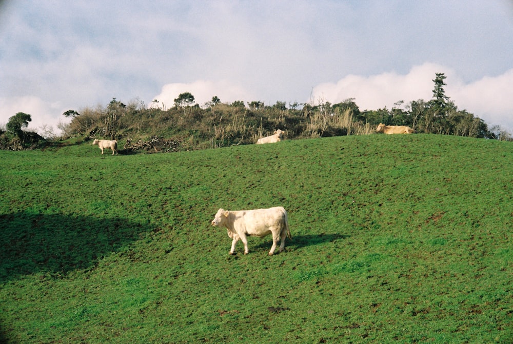 uma vaca branca no topo de uma colina verde exuberante
