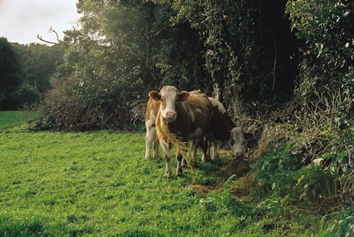 a couple of cows standing on top of a lush green field