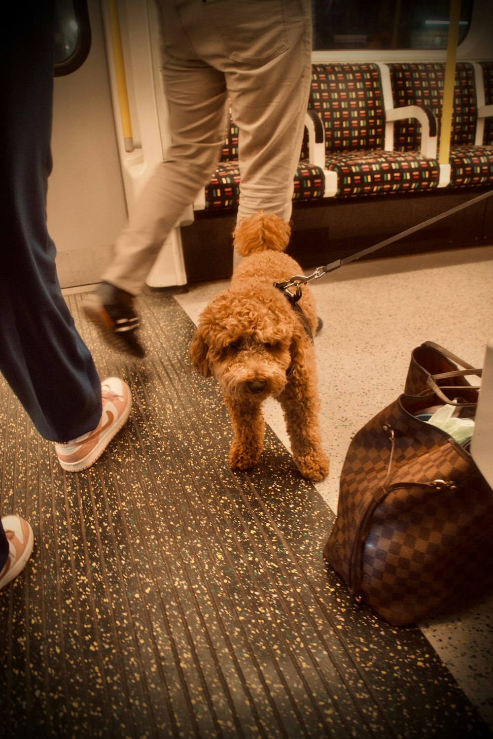 a brown dog standing on top of a carpeted floor