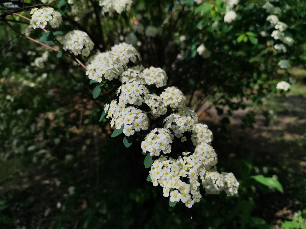 a bunch of white flowers growing on a tree