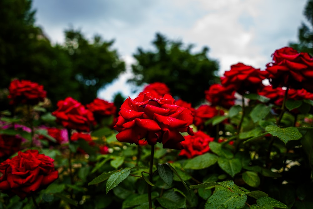 a bunch of red roses that are in a field