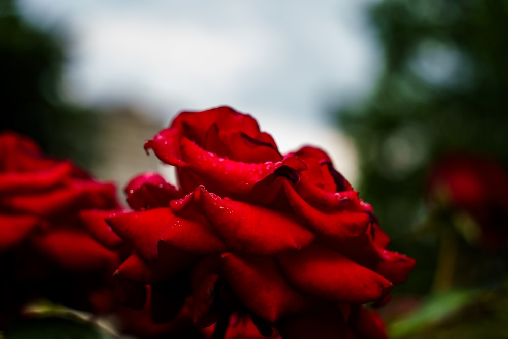 a close up of a red rose with water droplets on it