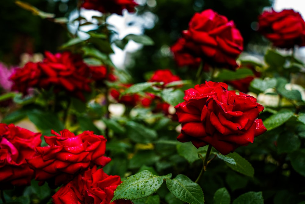 un ramo de rosas rojas con hojas verdes