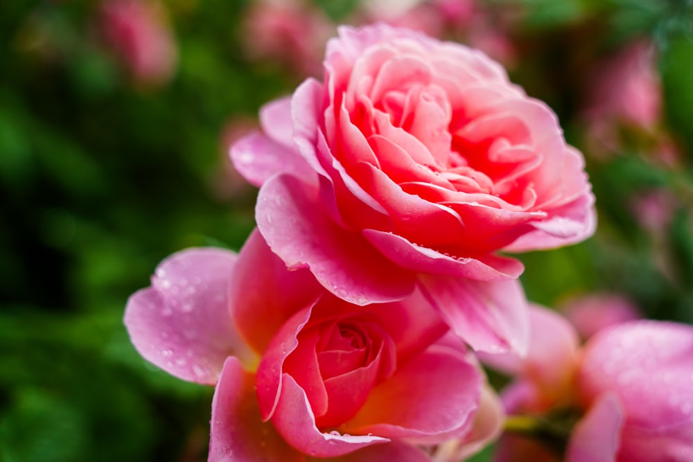 a close up of a pink rose with water droplets on it