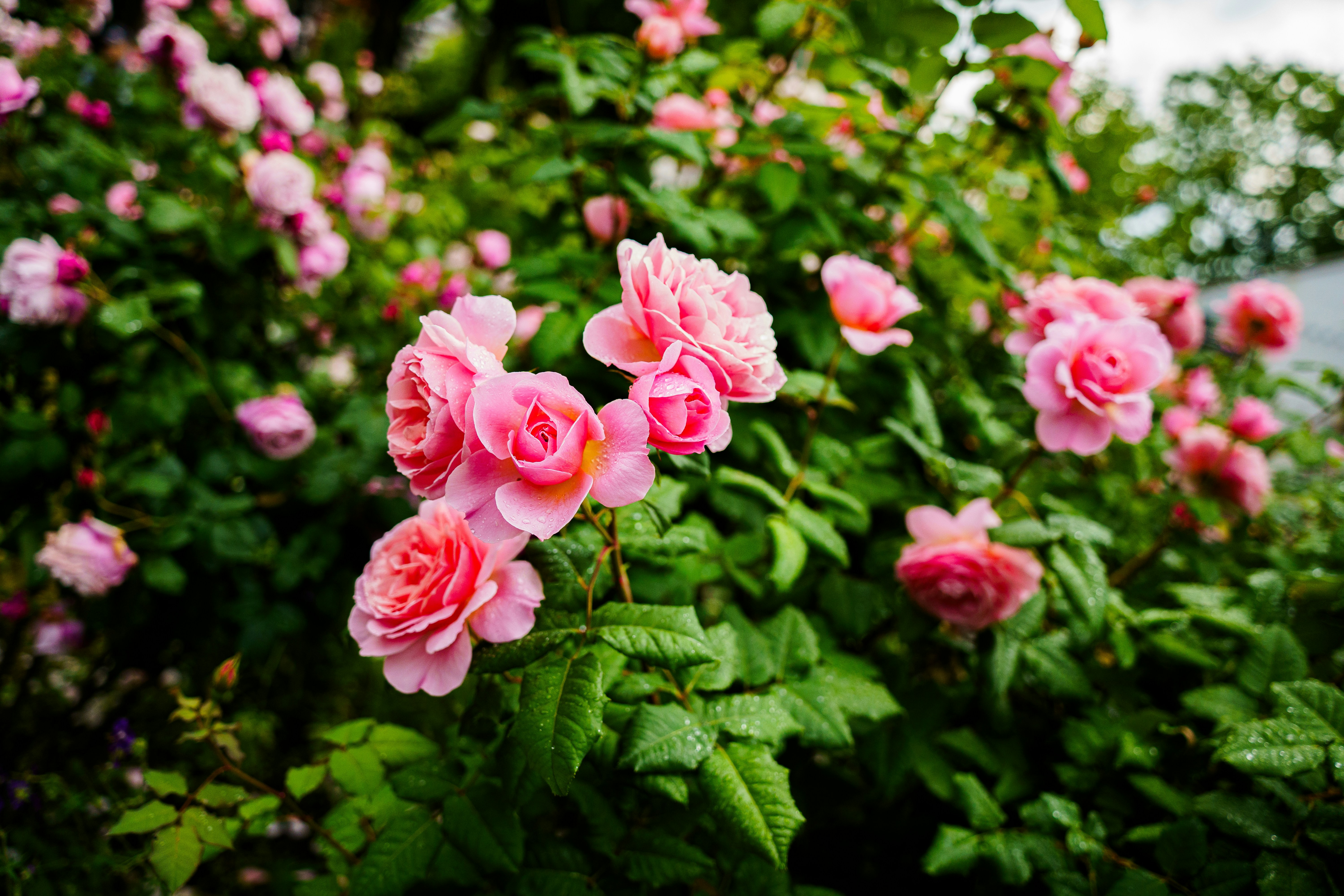 Photo by kent_shimazaki