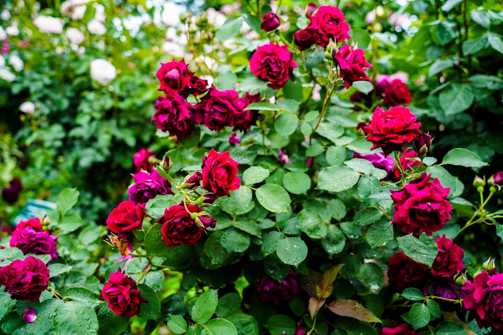 a bush of red flowers with green leaves