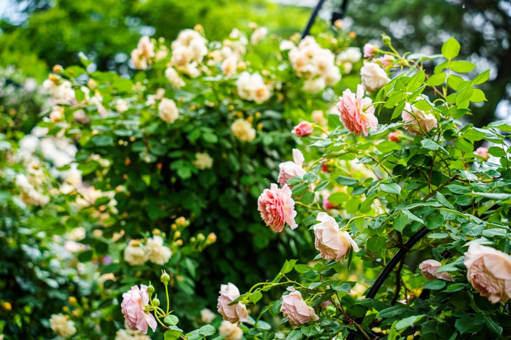a bush of pink and white roses with green leaves