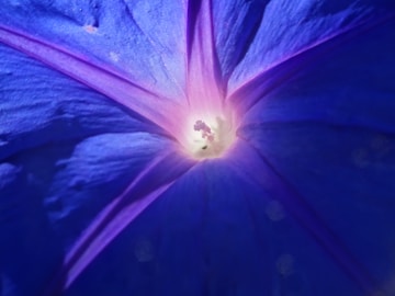a close up of a blue flower with a white center