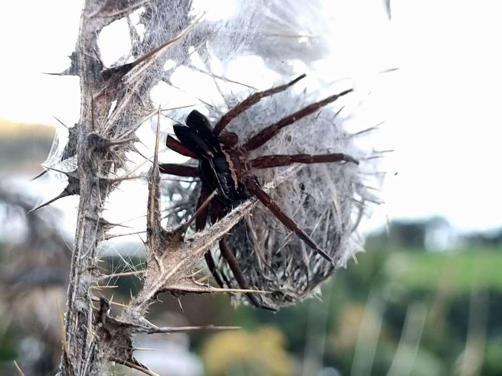 um close up de uma aranha em uma planta