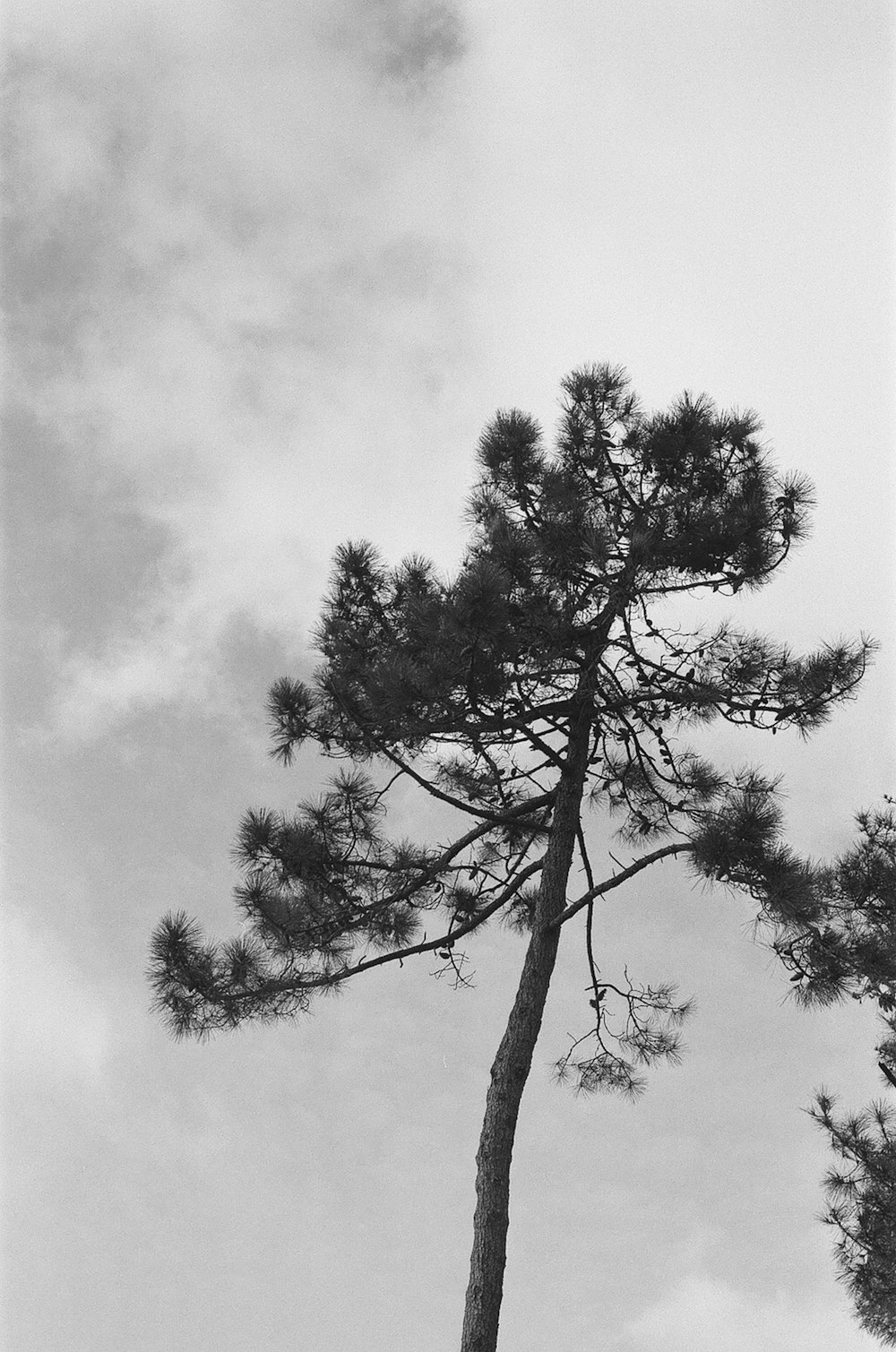 a black and white photo of a pine tree