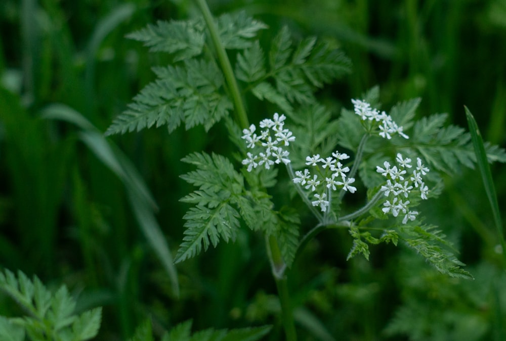 a close up of a plant with white flowers