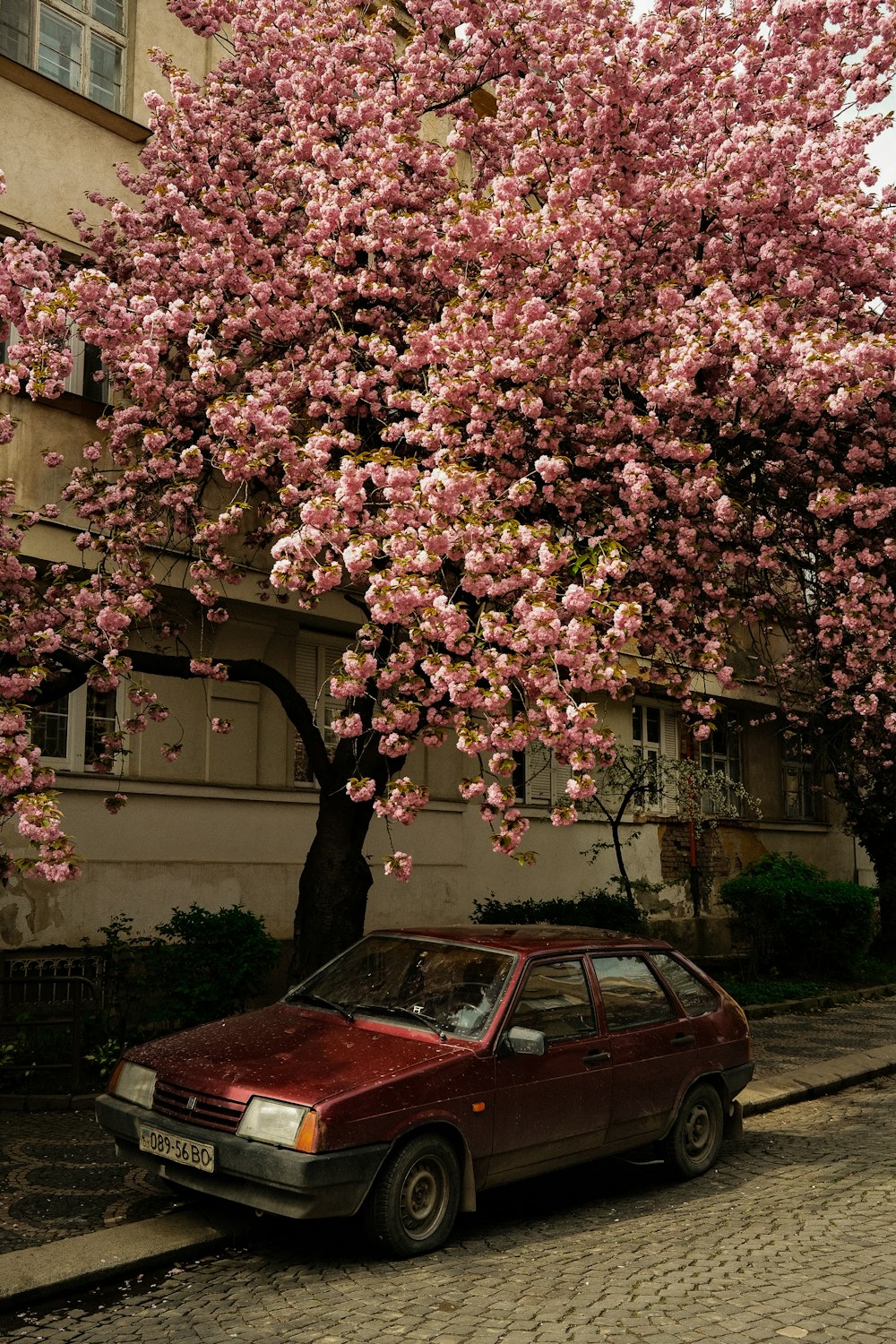 a red car parked under a pink tree