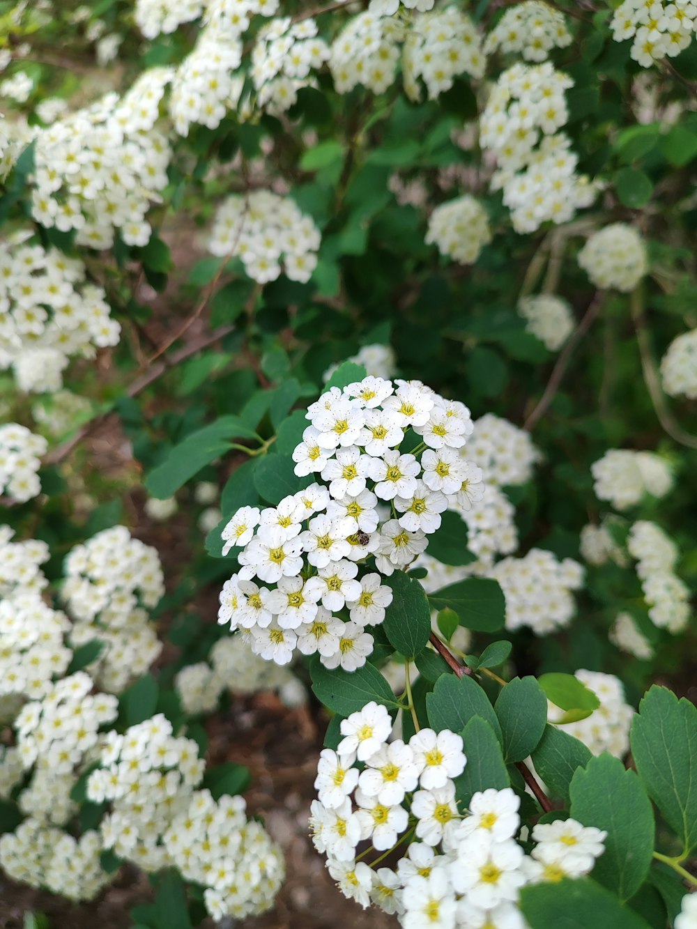 a bunch of white flowers that are on a bush