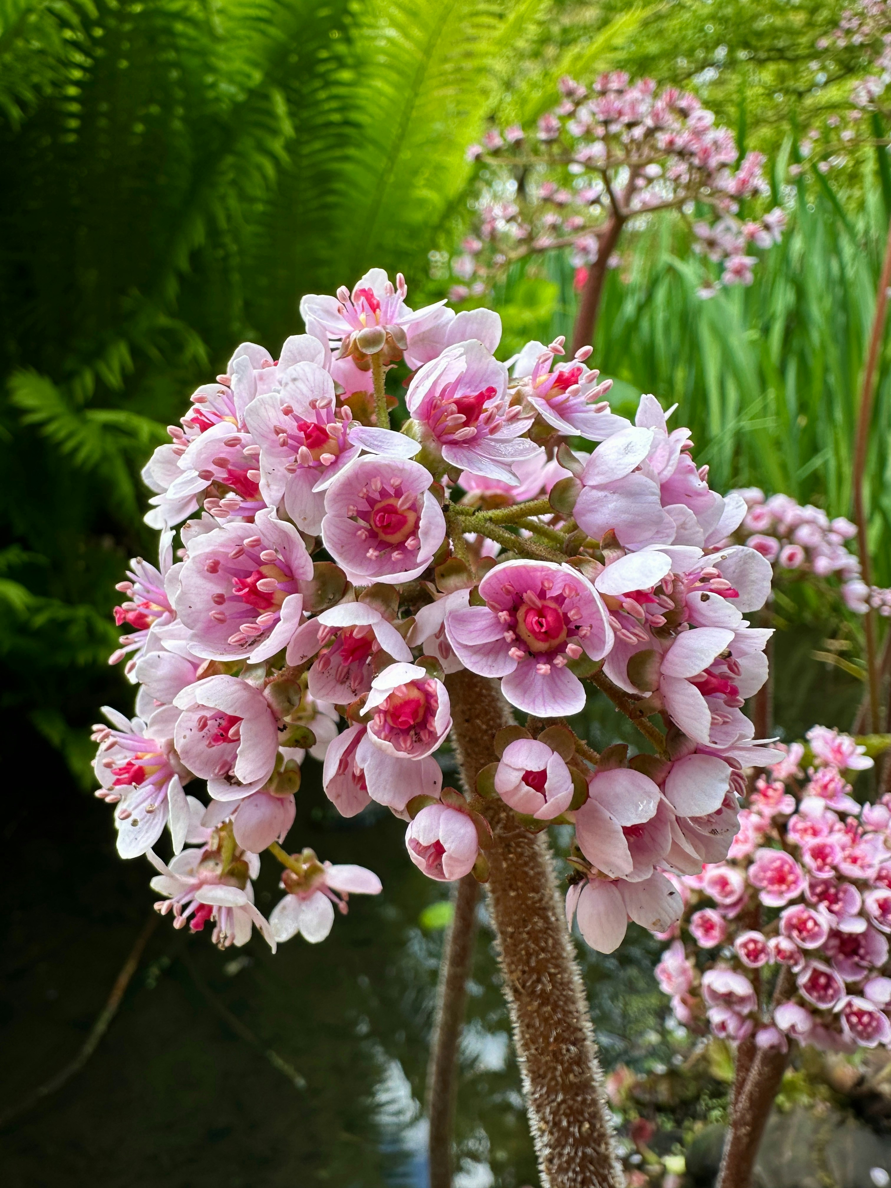 a bunch of pink flowers in a garden