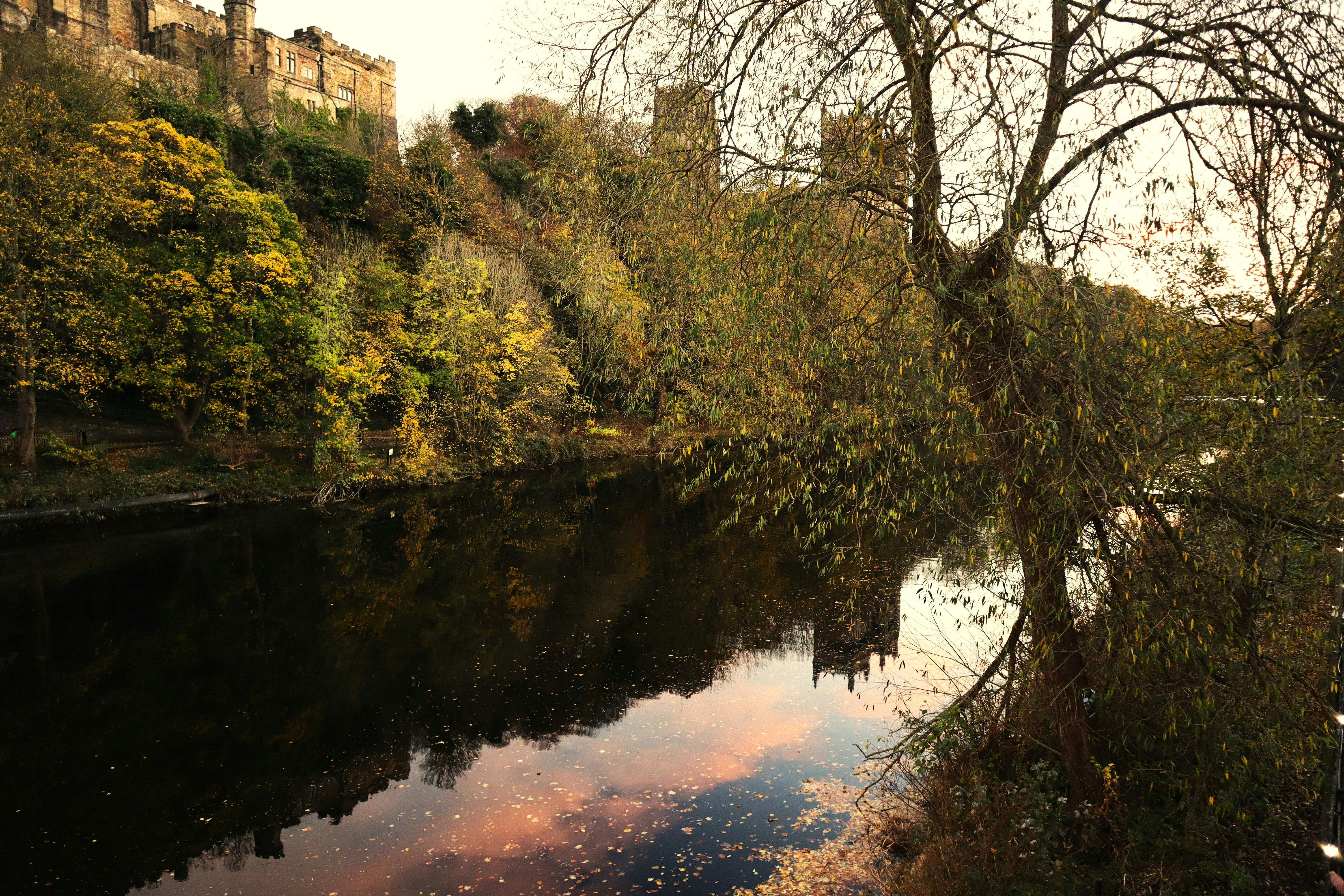 a river running through a lush green forest