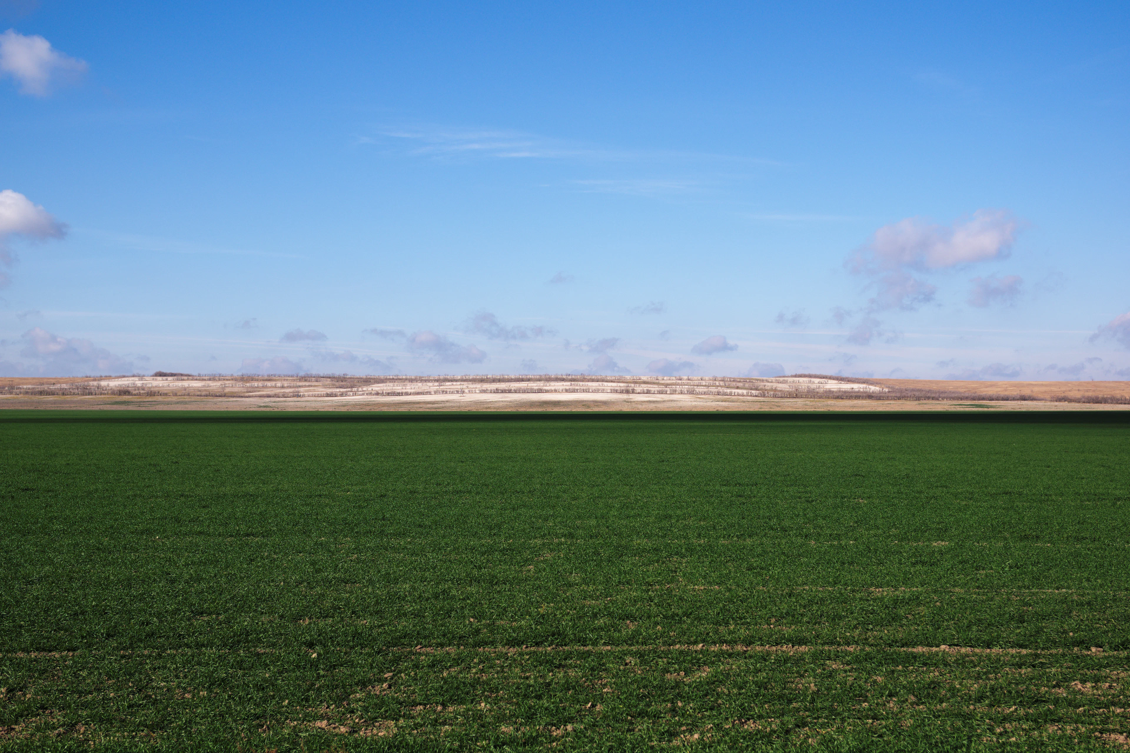 Wide level field of green grass