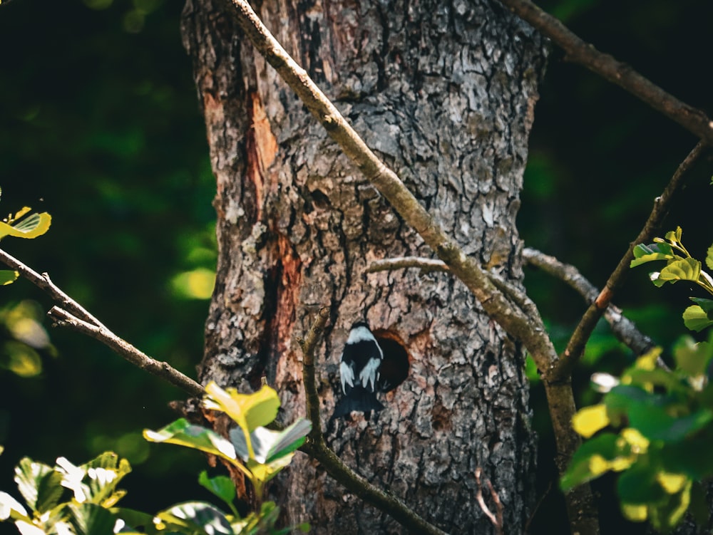 a black and white bird sitting on the side of a tree