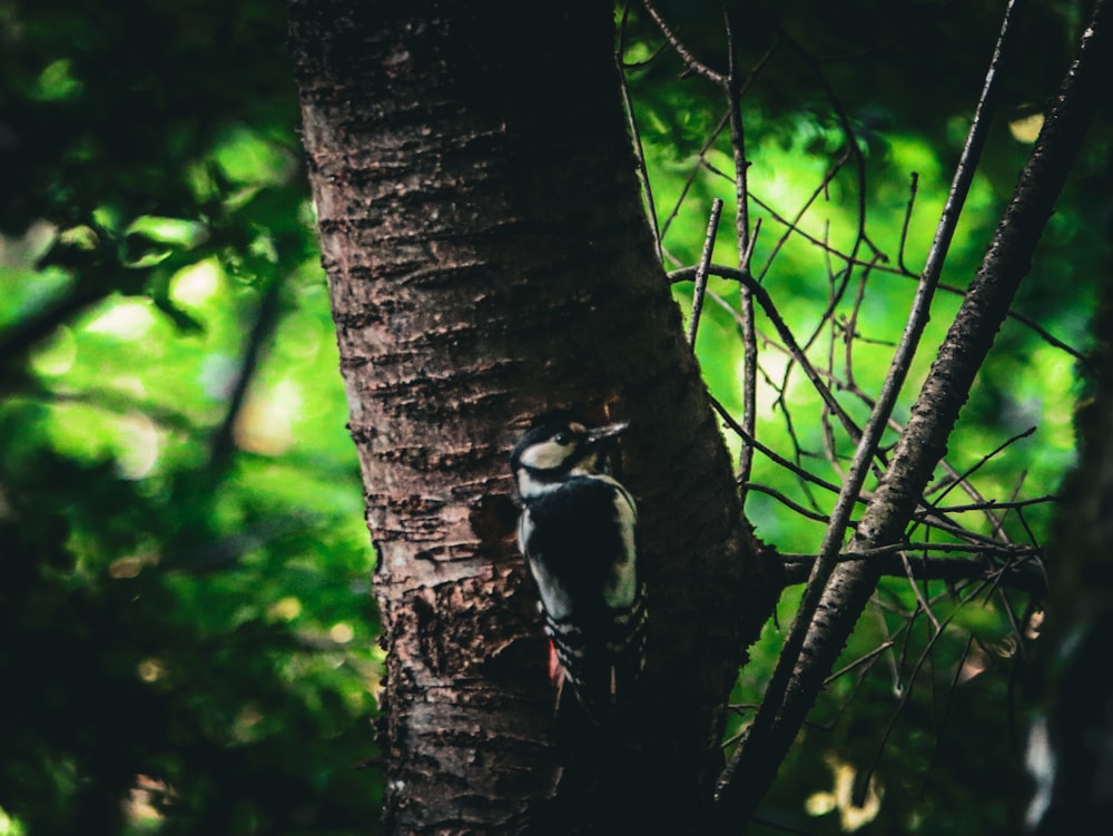 a bird perched on a tree in a forest