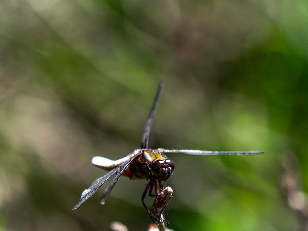 a close up of a dragonfly on a plant