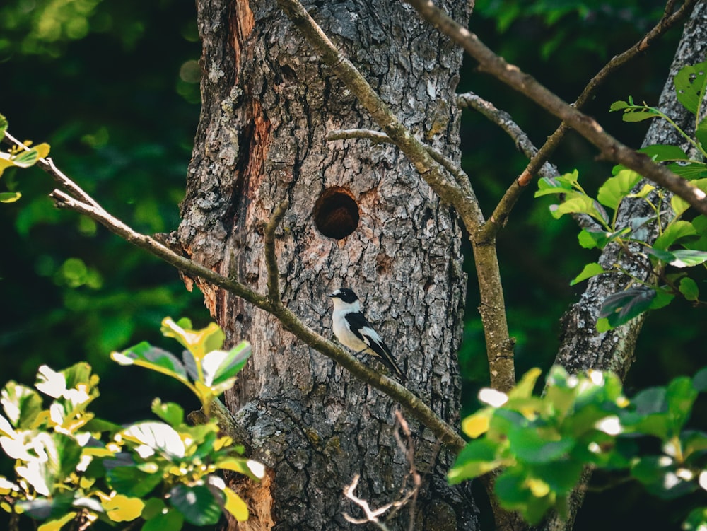 a bird is sitting in a hole in a tree