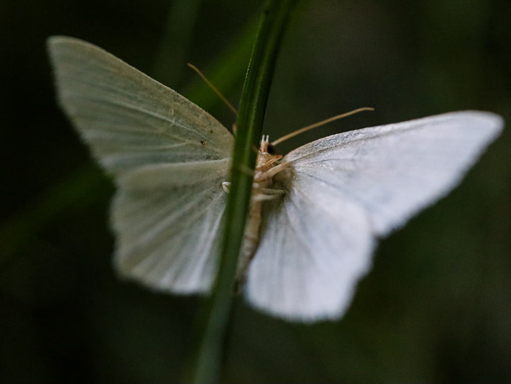 a white butterfly sitting on top of a green plant