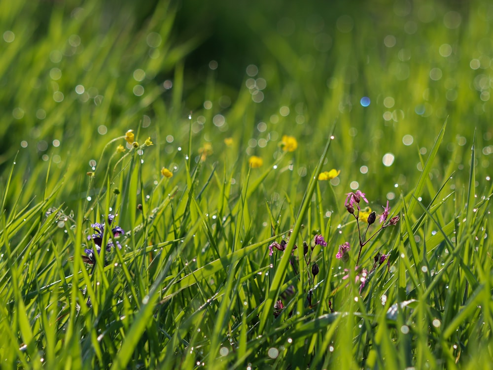 a close up of a field of grass with water droplets