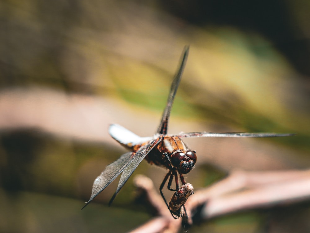 a close up of a dragonfly on a twig