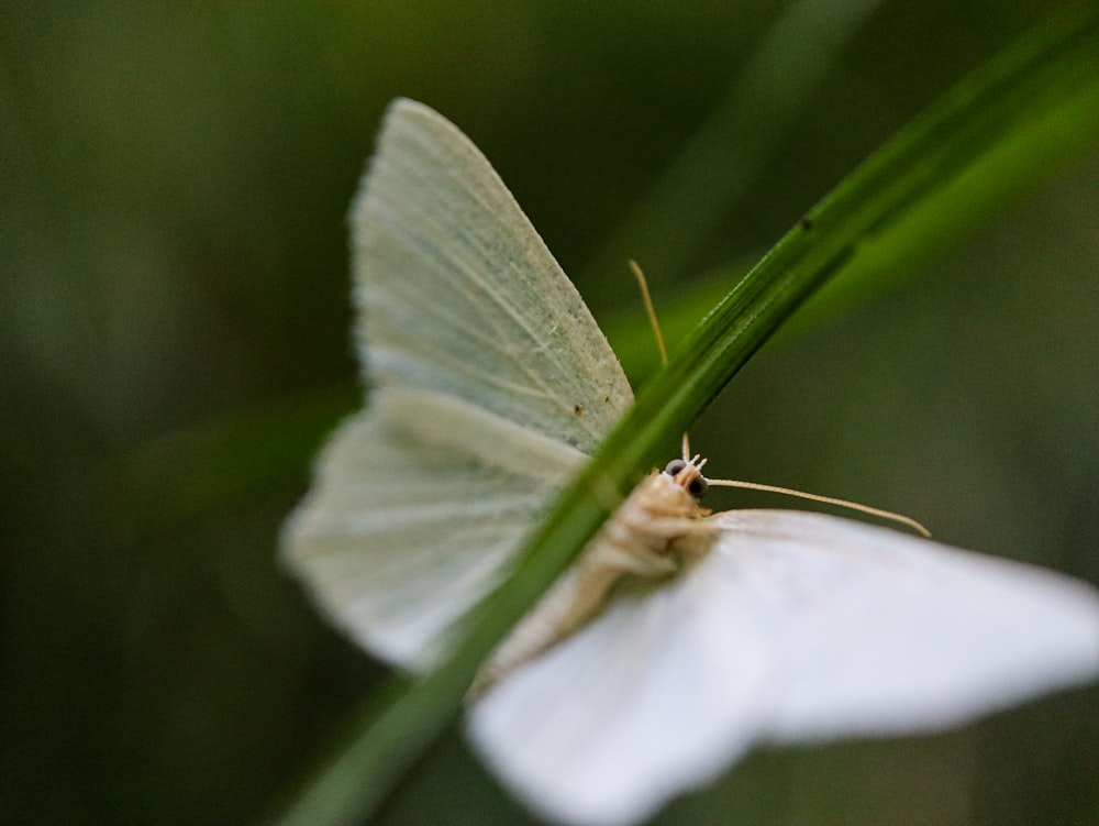 a small white butterfly sitting on top of a white flower