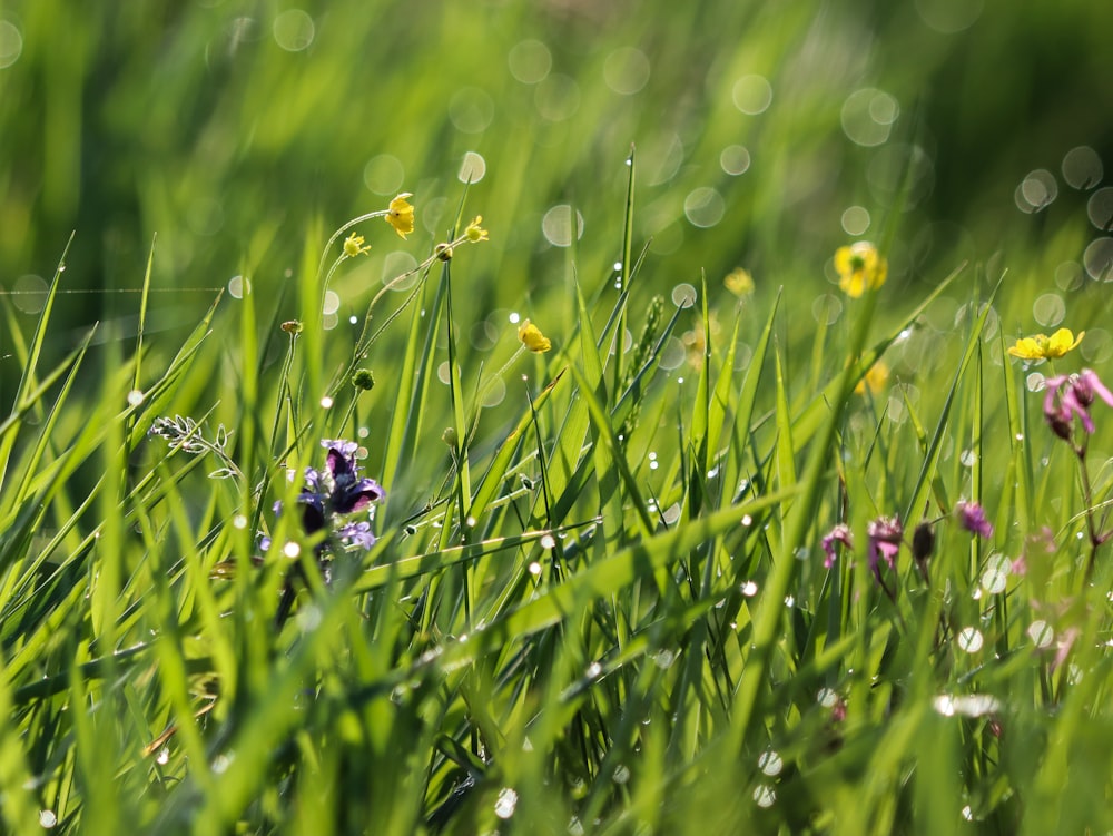 a close up of a field of grass with flowers