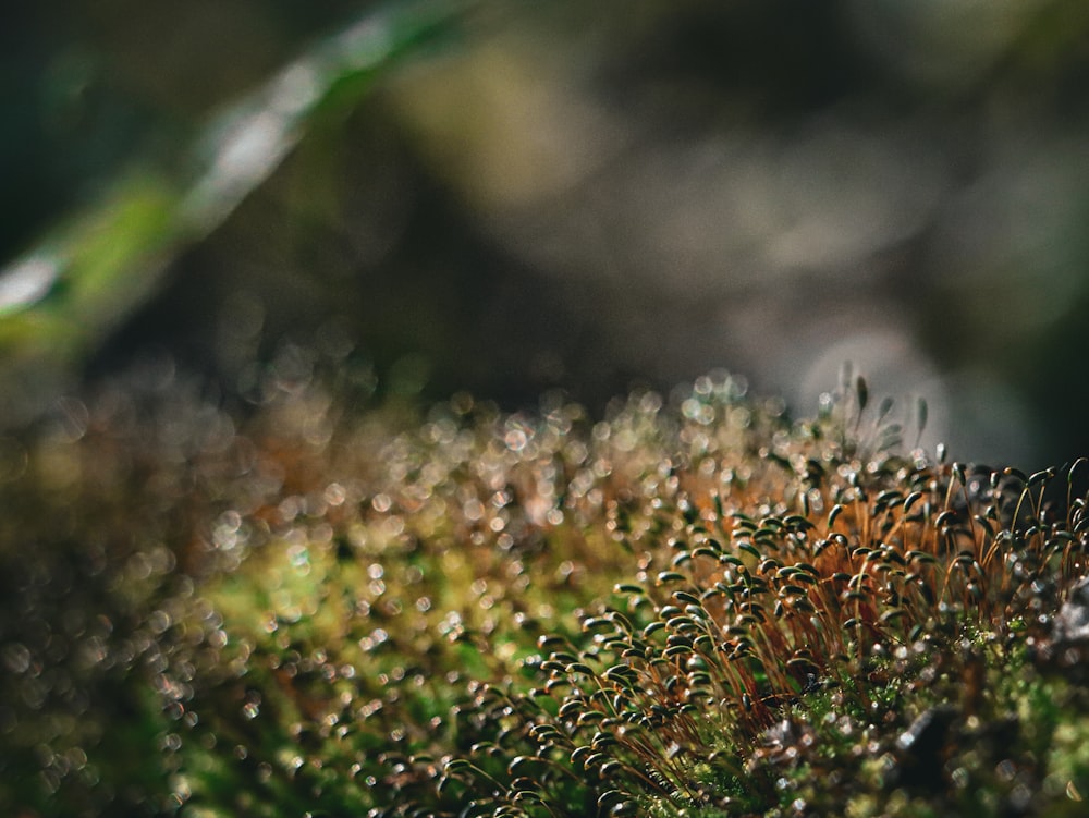a close up of a mossy surface with drops of dew
