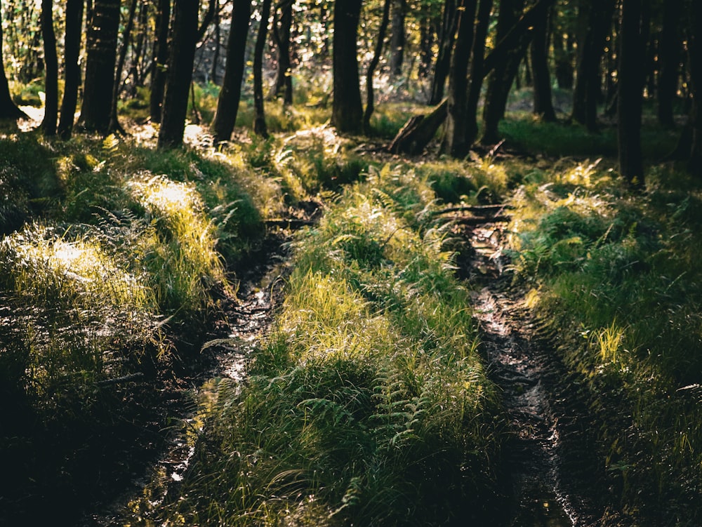 a path through a forest with tall grass