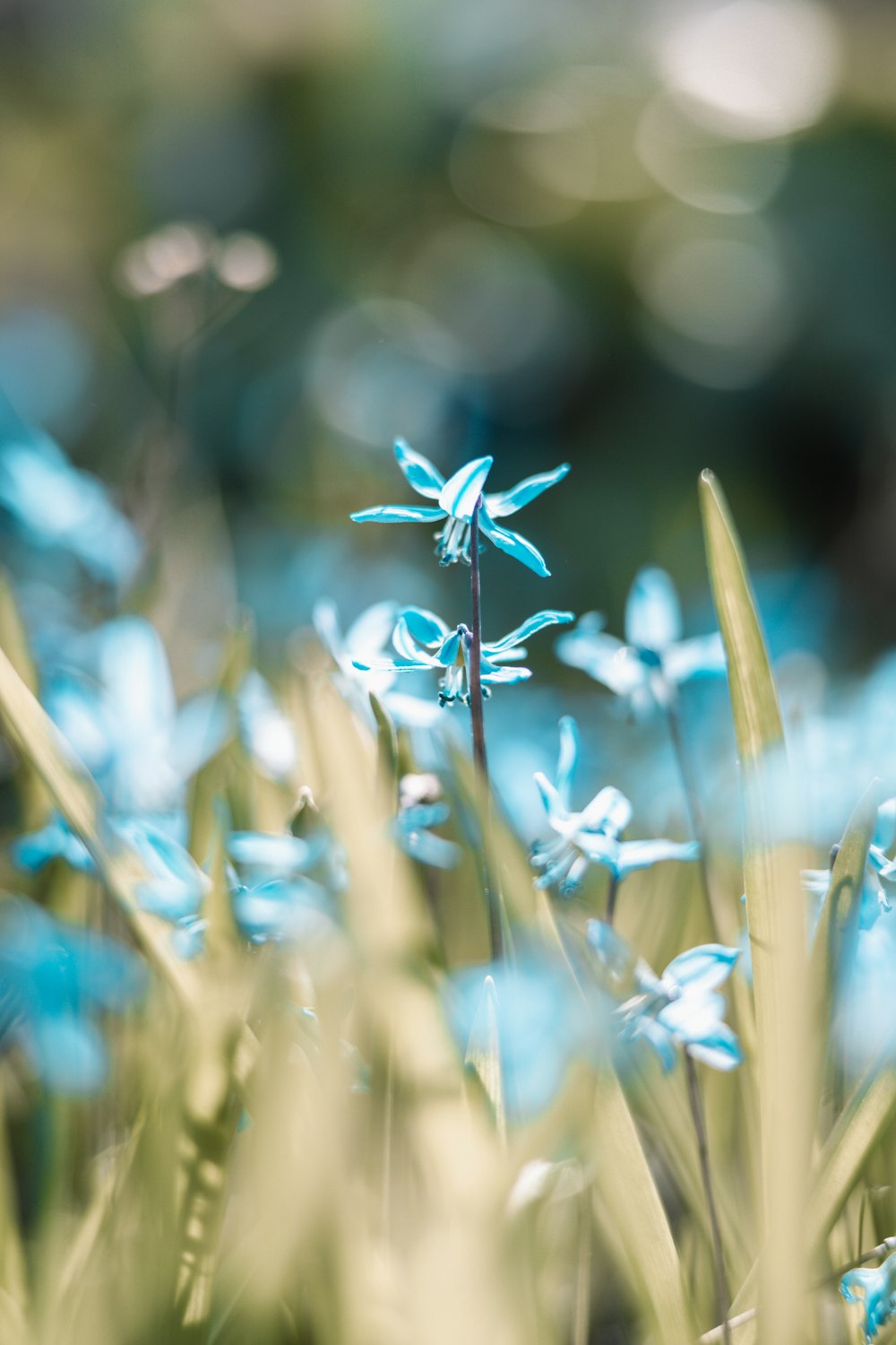 a close up of some blue flowers in a field