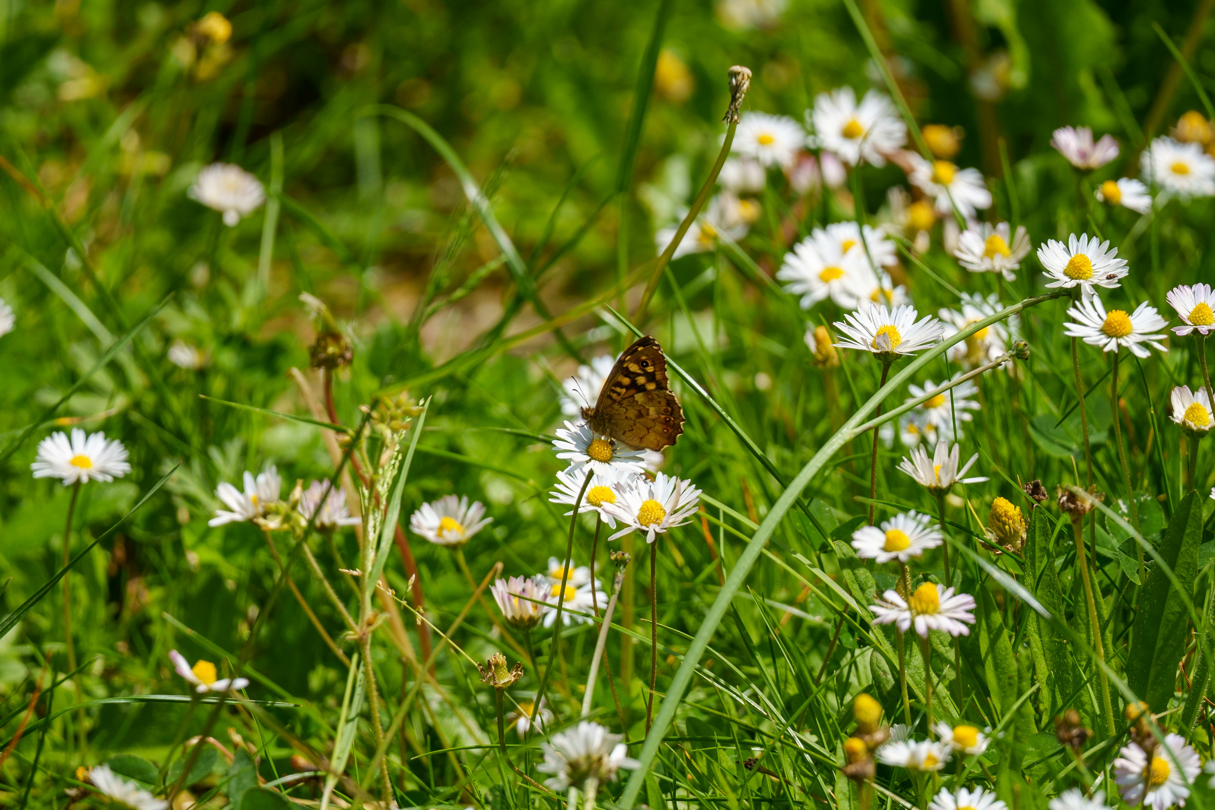 a brown and white butterfly sitting on top of a white flower