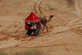 a camel pulling a cart with people on it