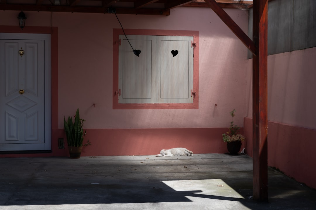 a dog laying on the ground in front of a pink building,