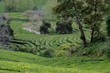 Campos de chá verdejantes na Ilha de São Miguel, Açores, com colinas onduladas ao fundo