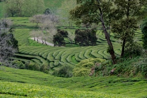 Campos de chá verdejantes na Ilha de São Miguel, Açores, com colinas onduladas ao fundo