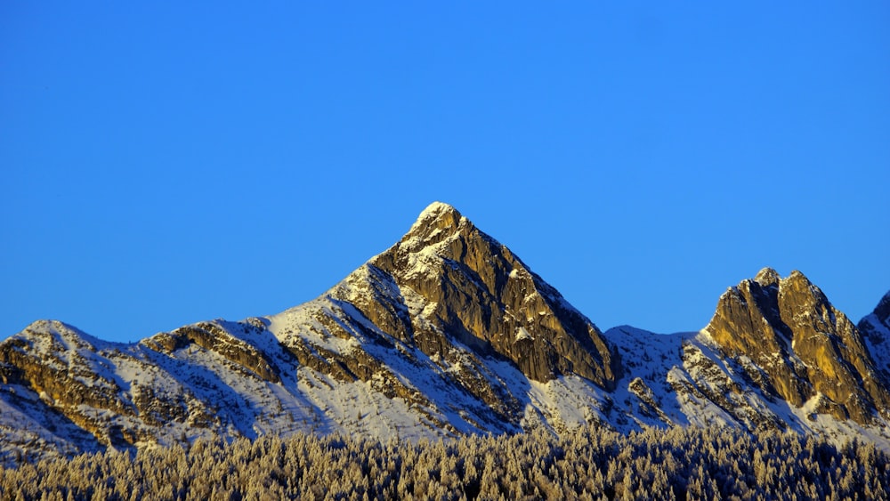 a mountain range covered in snow and pine trees
