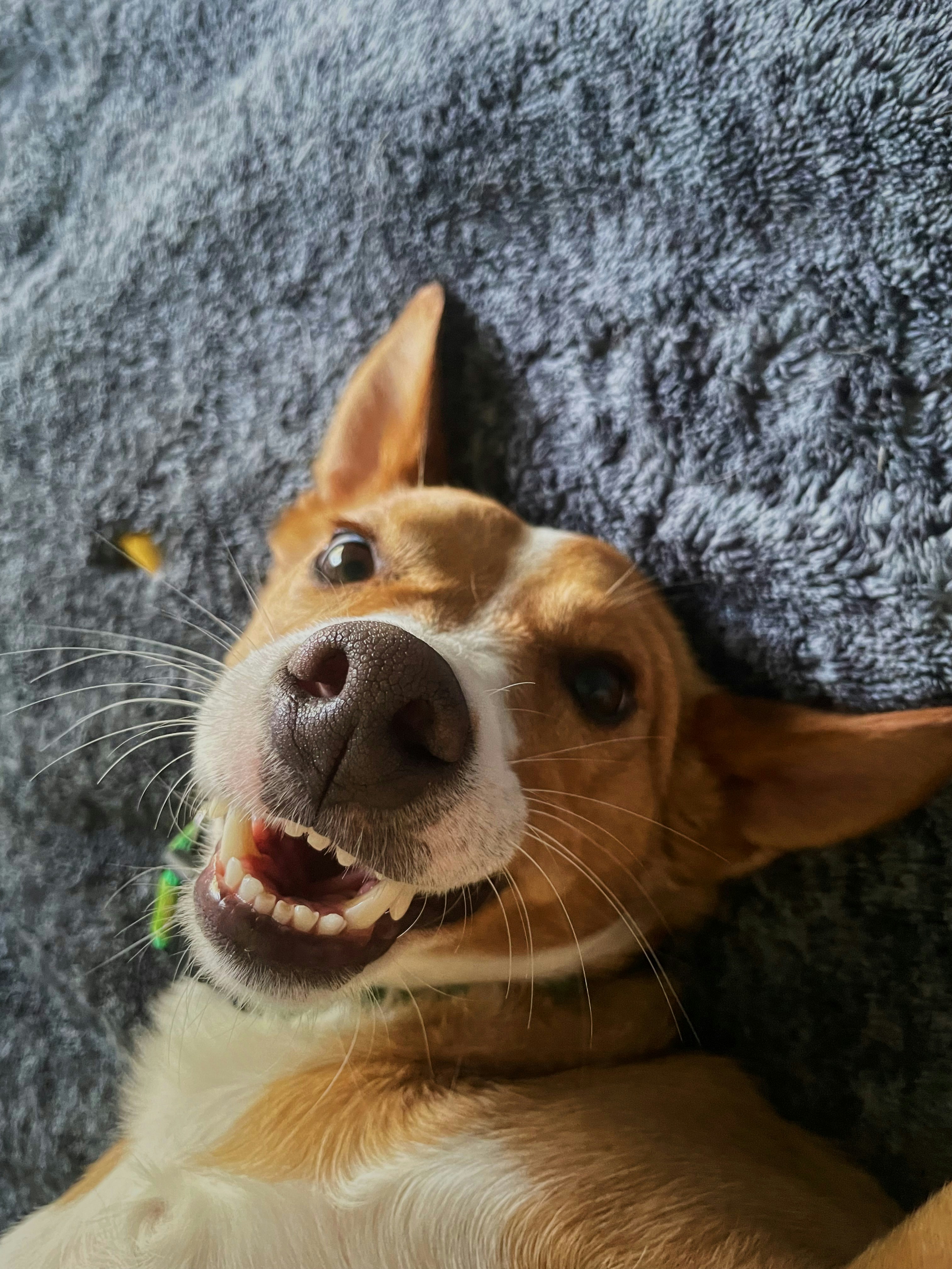 A brown and white dog laying on top of a gray blanket photo – Free Dog ...