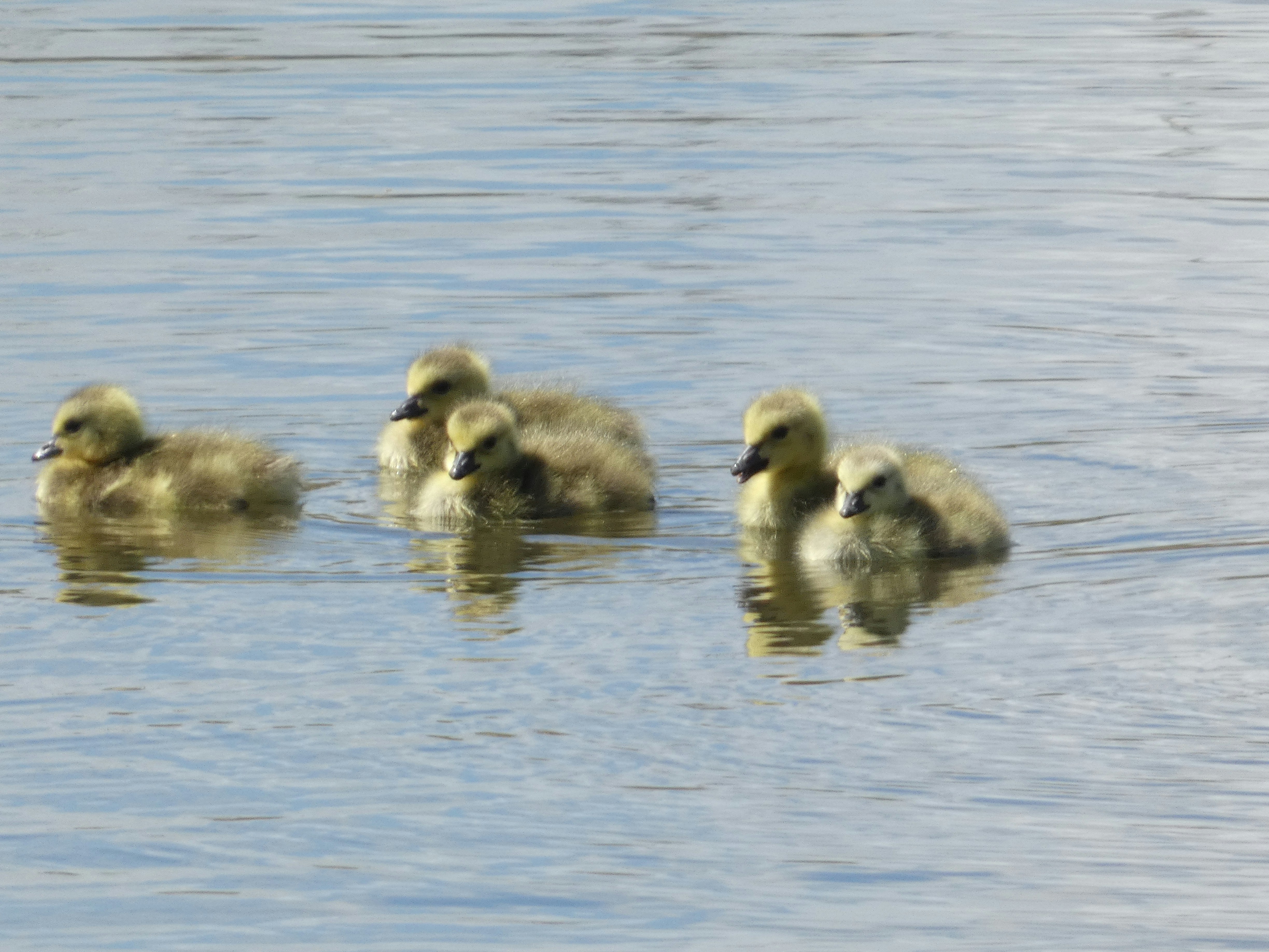 Photo by evelynbodnar